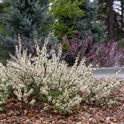 Pawnee Buttes® Sand Cherry (Prunus)