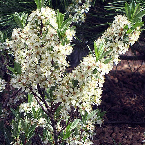 Pawnee Buttes® Sand Cherry (Prunus)