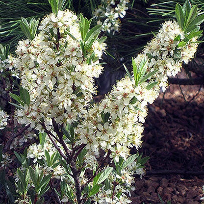 Pawnee Buttes® Sand Cherry (Prunus)