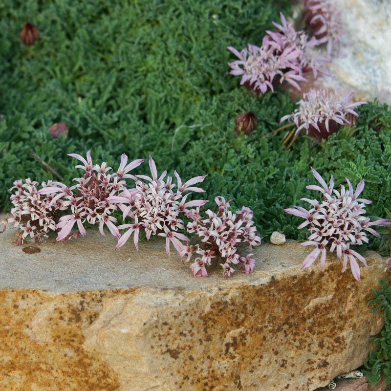 Carpeting Pincushion Flower (Pterocephalus)