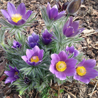 European Purple Pasque Flower (Pulsatilla)