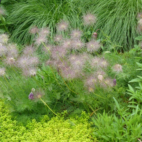 European Purple Pasque Flower (Pulsatilla)