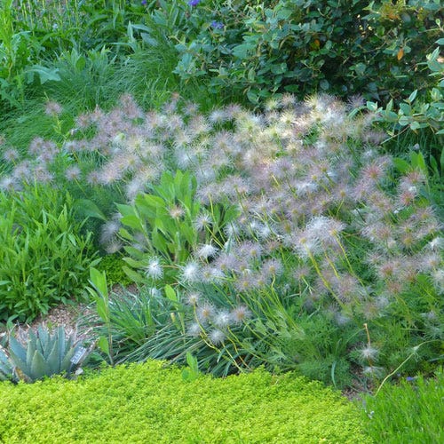 Pulsatilla vulgaris, European Pasque Flower, Perennial Plants