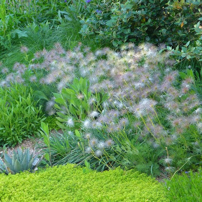 European Purple Pasque Flower (Pulsatilla)