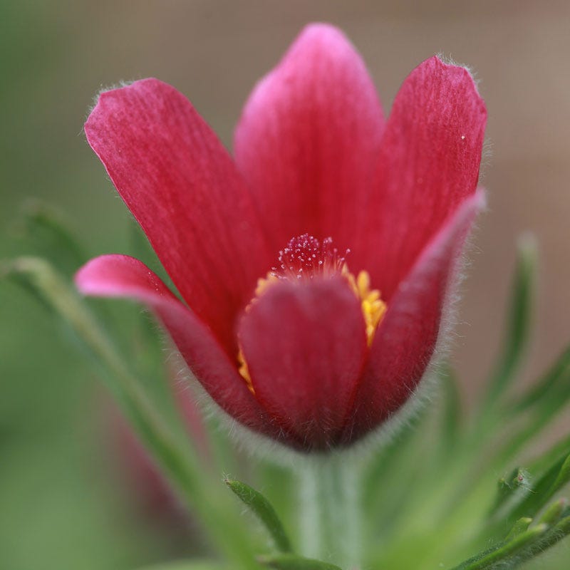 Rose Bells Pasque Flower (Pulsatilla)