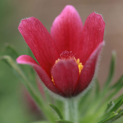 Rose Bells Pasque Flower (Pulsatilla)