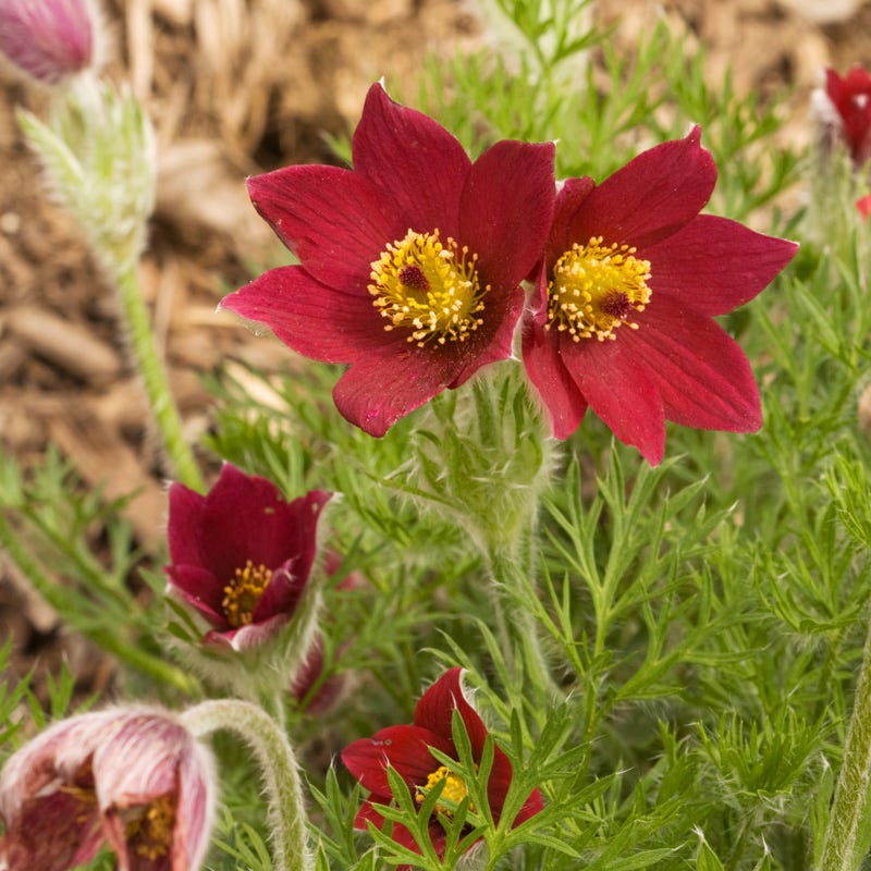 Red Bells Pasque Flower (Pulsatilla vulgaris 'Rote Glocke') - Thumbnail 2