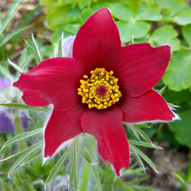Red Bells Pasque Flower (Pulsatilla)