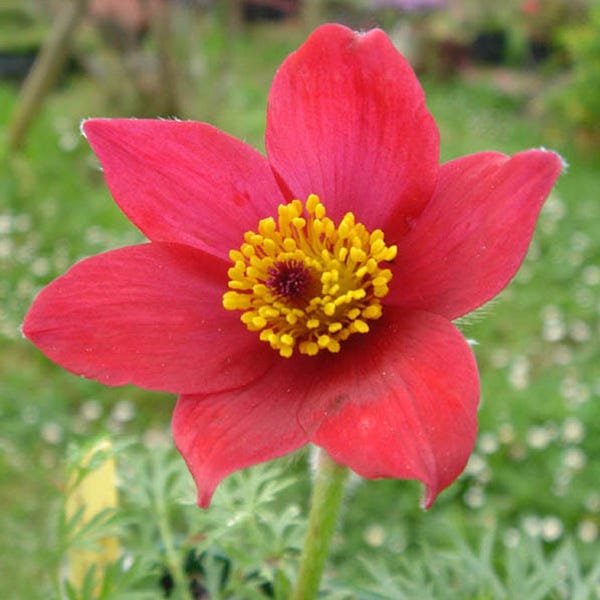 Red Bells Pasque Flower (Pulsatilla)