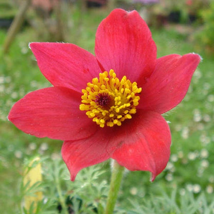 Red Bells Pasque Flower (Pulsatilla)