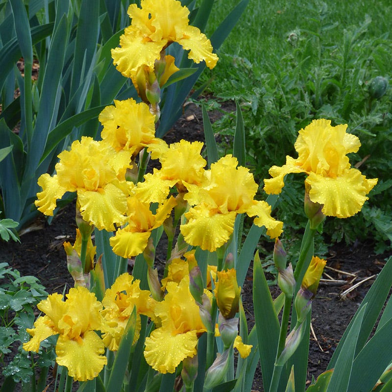 Pure As Gold Reblooming Bearded Iris