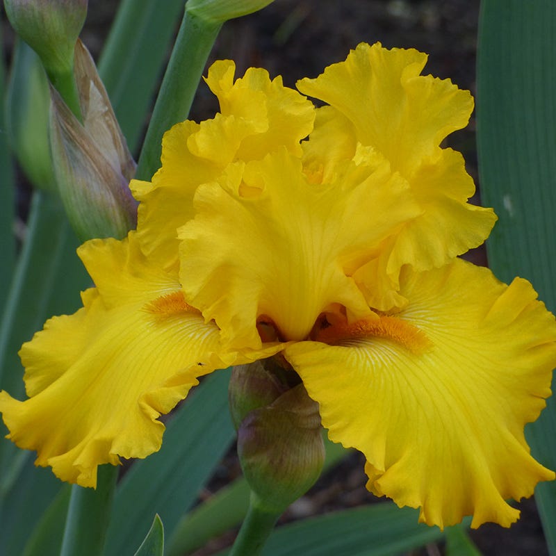 Reblooming Bearded Iris Pure As Gold