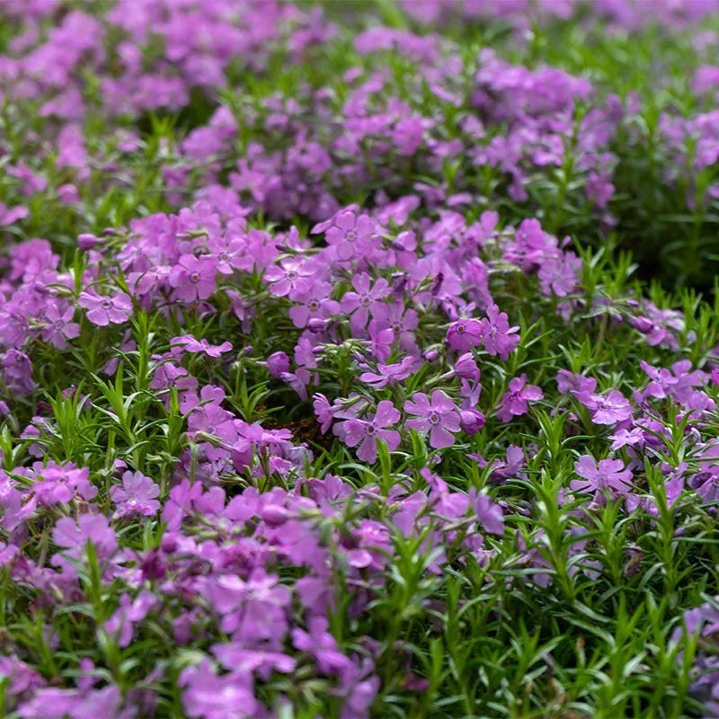 Purple Beauty Creeping Phlox - Thumbnail 2