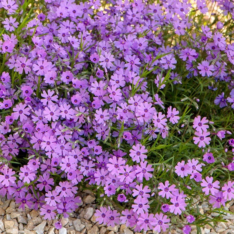 Purple Beauty Creeping Phlox - Thumbnail 3