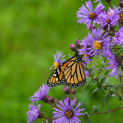 Purple Dome New England Aster