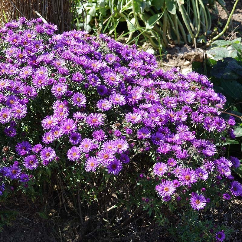Purple Dome New England Aster