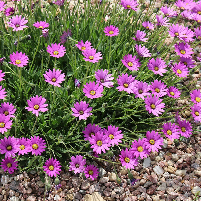 Purple Mountain Sun Daisy - Thumbnail 3