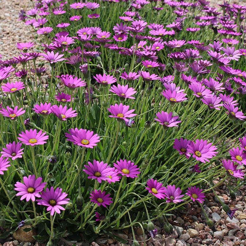 purple lavender daisy flower Purple Mountain® Sun Daisy, Osteospermum