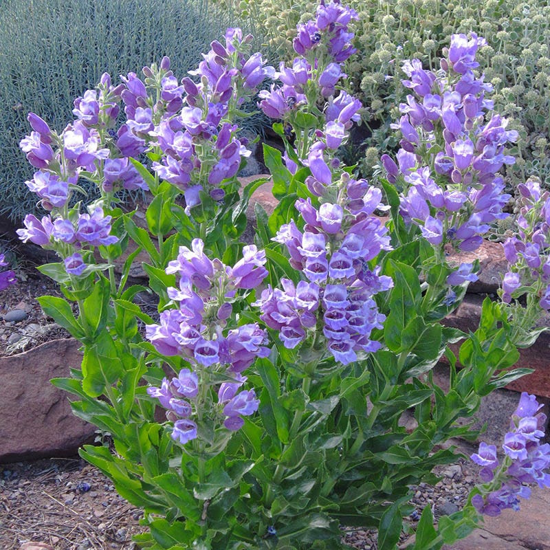 Penstemon cobaea v. purpurea 'Purple Ozark' - Thumbnail 5