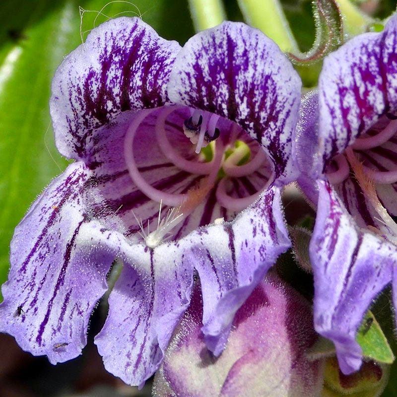 Purple Ozark Penstemon