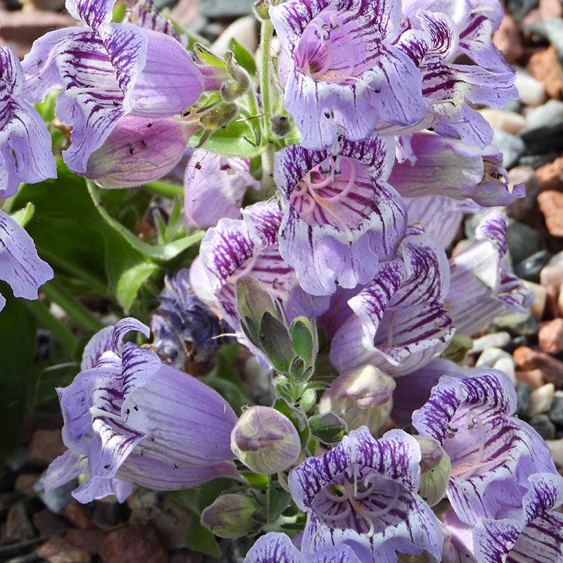 Penstemon cobaea v. purpurea 'Purple Ozark' - Thumbnail 3