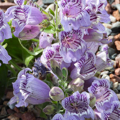 Purple Ozark Penstemon