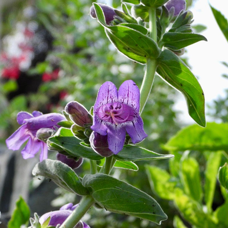 Purple Ozark Penstemon