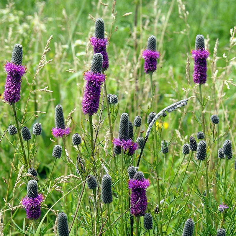 clover wildflower seed mix Little Prairie Native Wildflower Seed Mix