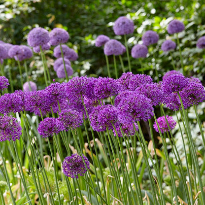 Purple Sensation Allium