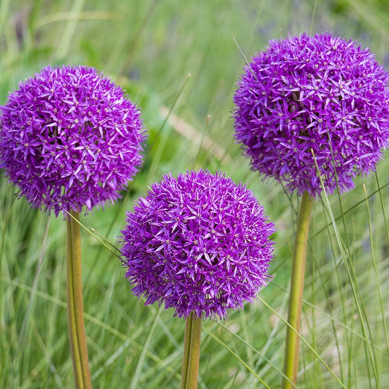 purple-sensation-allium-trio.