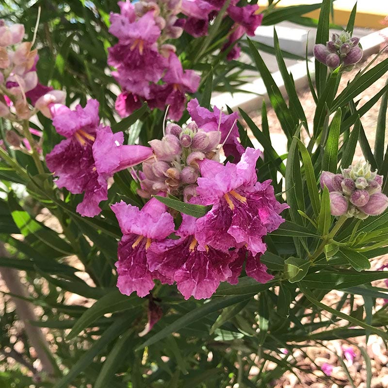 Purple Spring Splendor Purple Splendor Desert Willow, Chilopsis linearis | High Country Gardens