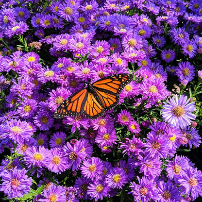 Purple Dome New England Aster