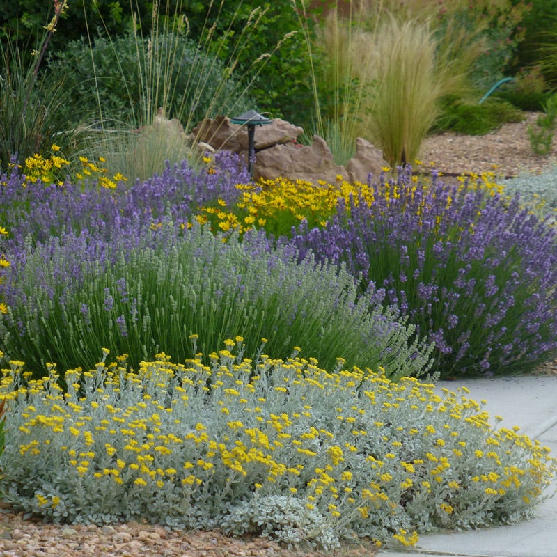 feather lavender plant Partridge Feather, Tanacetum den sum ssp. amani