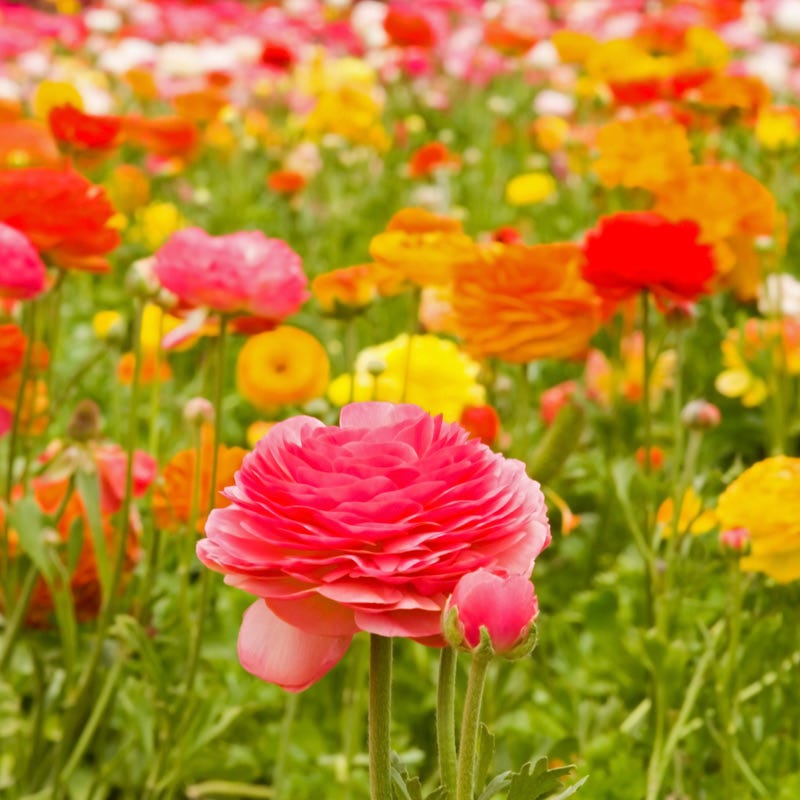 Tecolote® Ranunculus Mix