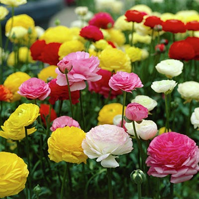 Tecolote Ranunculus Mix - Thumbnail 3