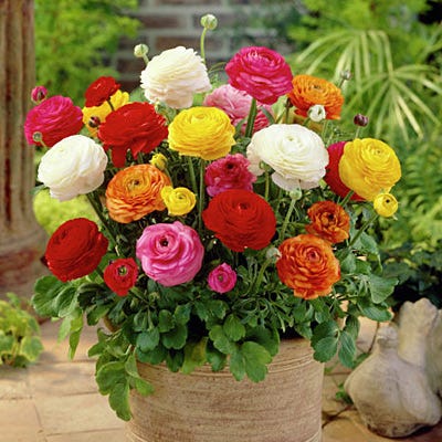 plant ranunculus in pots Tecolote Ranunculus Bulbs Mix, Persian Buttercups Bulbs