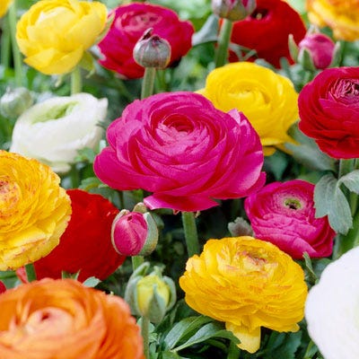 Tecolote® Ranunculus Mix