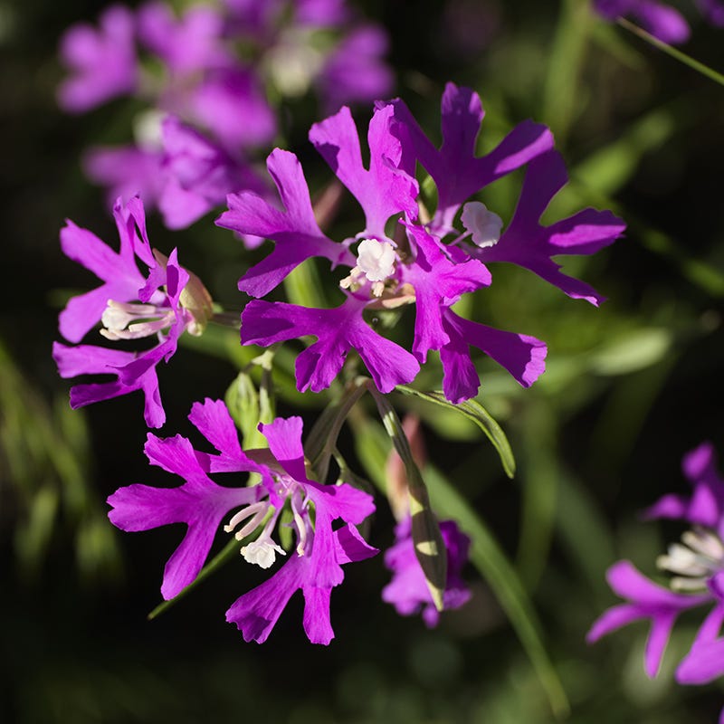 utah wildflower seed mix Rare Intermountain Native Wildflower Seed Mix