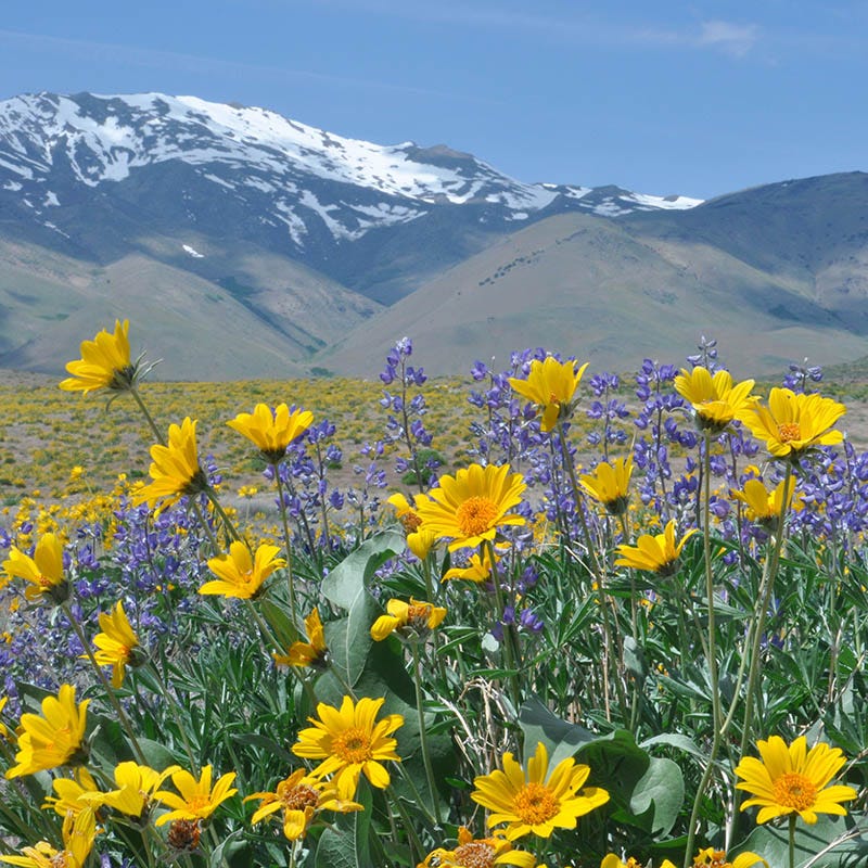 utah wildflower seeds Rare Intermountain Native Wildflower Seed Mix