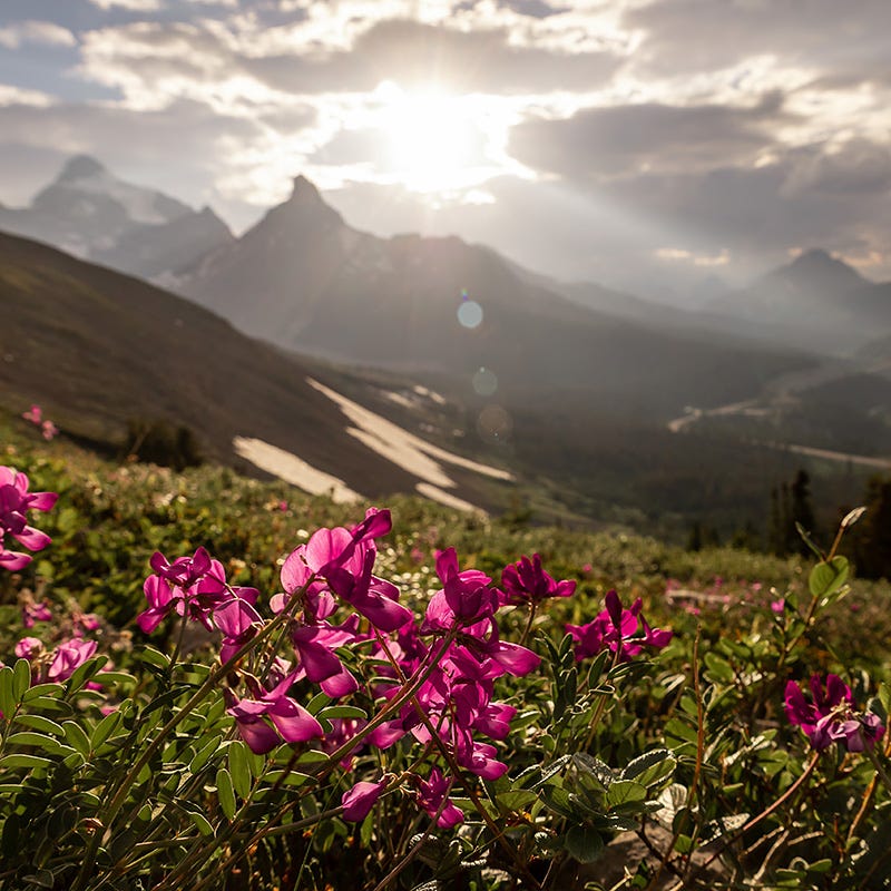 Rare Intermountain Native Wildflower Seed Mix
