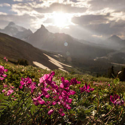 Rare Intermountain Native Wildflower Seed Mix