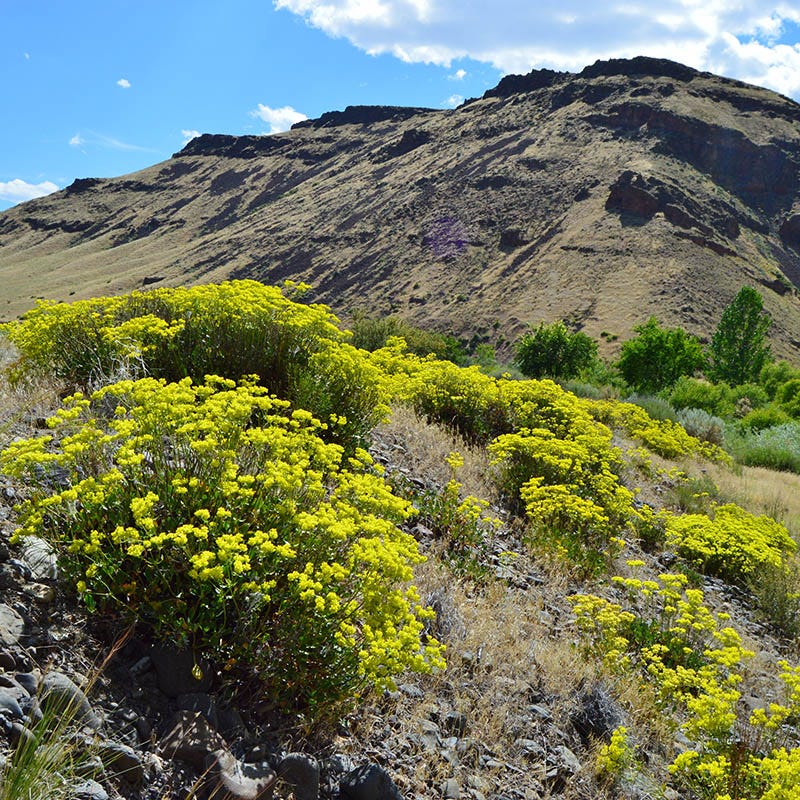utah wildflowers seeds Rare Intermountain Native Wildflower Seed Mix