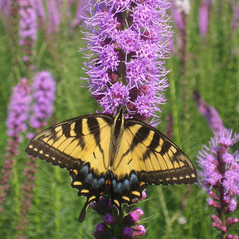 flower seeds to attract butterflies Rare Southwest Native Wildflower Seed Mix