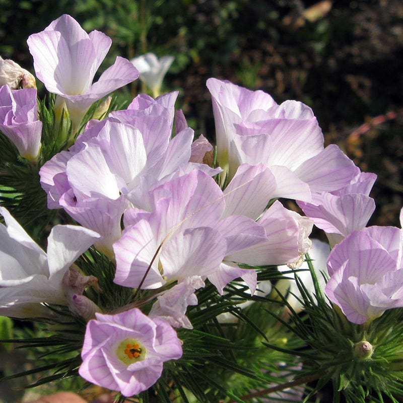 desert wildflowers seeds Rare Southwest Native Wildflower Seed Mix