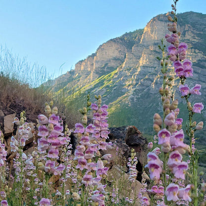 plants of the southwest seeds Rare Southwest Native Wildflower Seed Mix