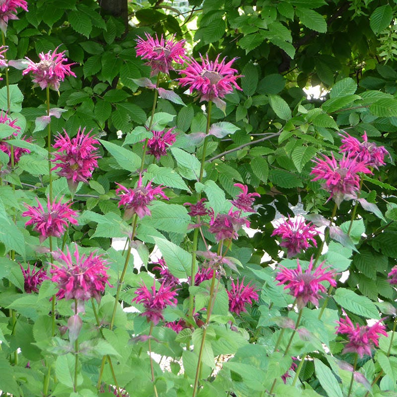 Raspberry Wine Bee Balm