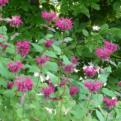 Raspberry Wine Bee Balm