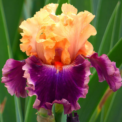 Alpenglow Bearded Iris Collection