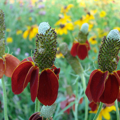mexican hat plant indoor or outdoor Mexican Hat, Prairie Coneflower, Ratibida