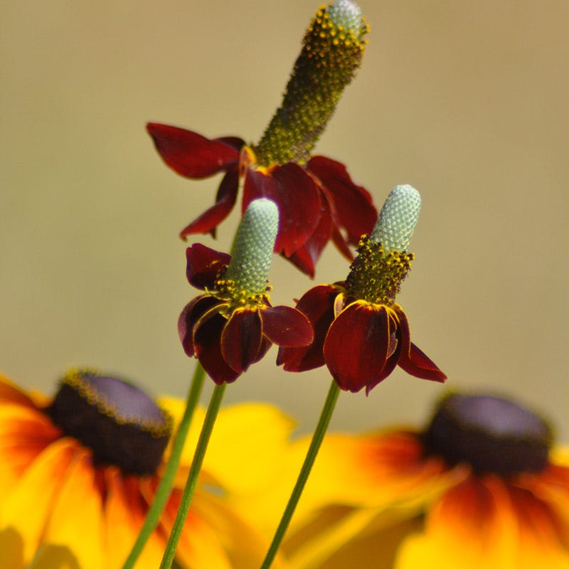 mexican hat plant indoor or outdoor Mexican Hat, Prairie Coneflower, Ratibida